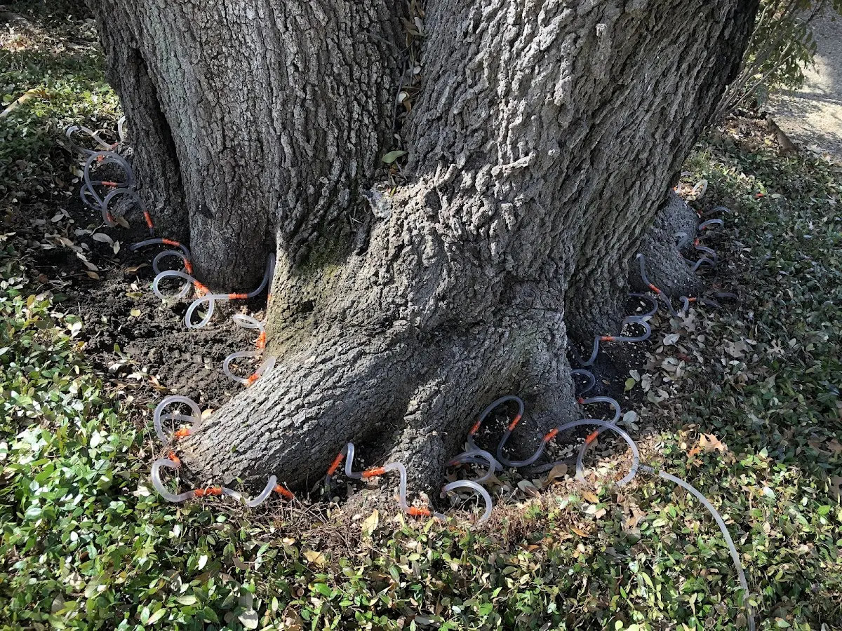 Detailed Tree Cabling and Bracing job site in Gillsville