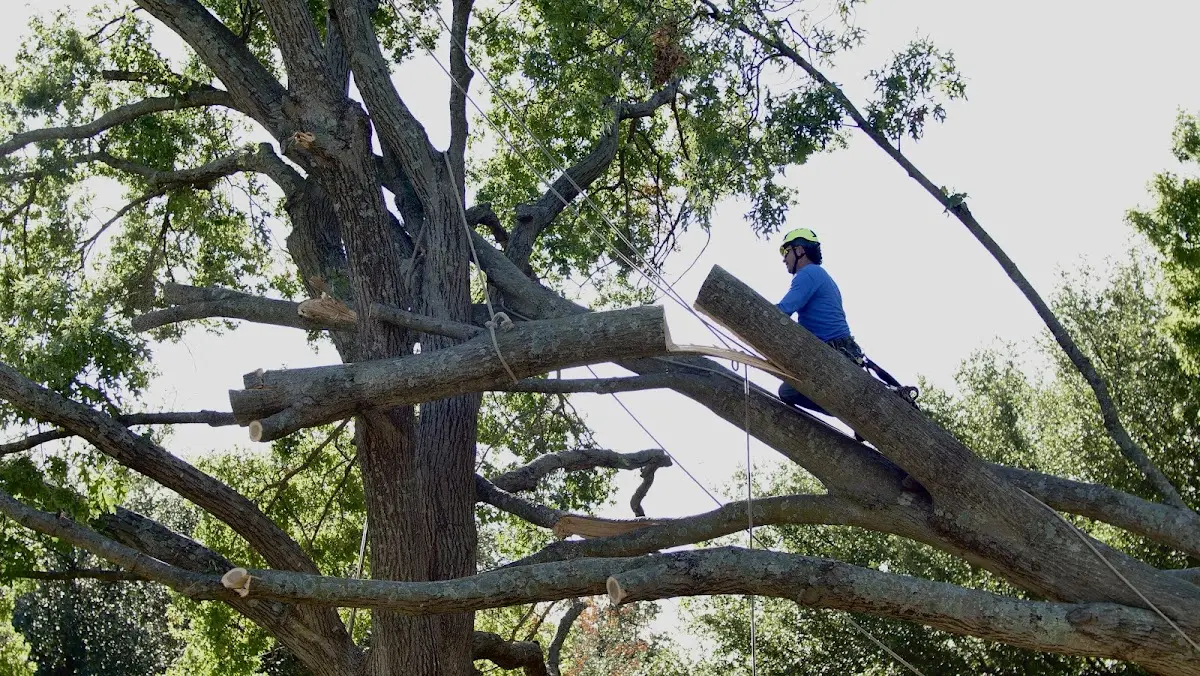 Professional Hazardous Tree Removal performed by certified arborists in Gillsville