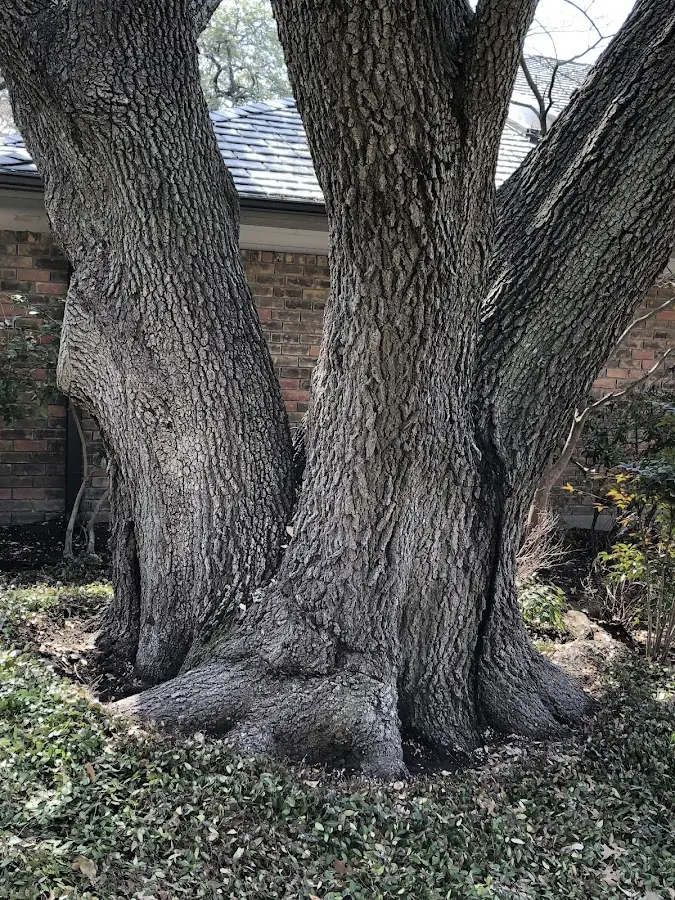 Mature heritage tree close to a Gillsville property cared for by certified arborists